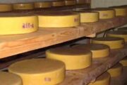 Producing Tibetan Yak Cheese